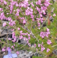 Erica placentiflora