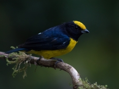 Euphonia xanthogaster