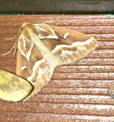 Caripeta angustiorata