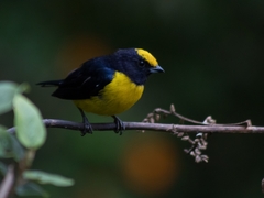 Euphonia xanthogaster