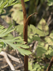 Corallorhiza maculata