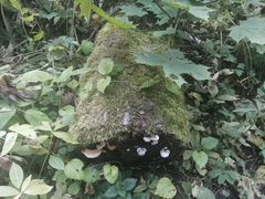 Fomitopsis pinicola