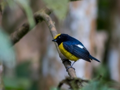 Euphonia xanthogaster