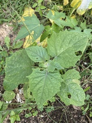 Physalis heterophylla