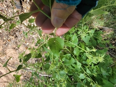 Brickellia grandiflora
