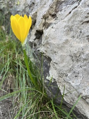 Sternbergia lutea