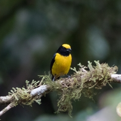 Euphonia xanthogaster