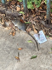 Rattus rattus