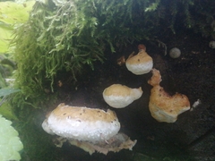 Fomitopsis pinicola