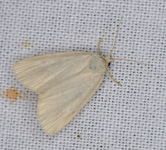 Protodeltote albidula