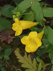 Aureolaria grandiflora