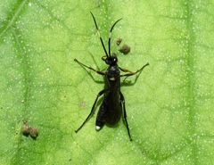 Vulgichneumon saturatorius