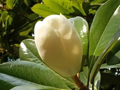 Magnolia