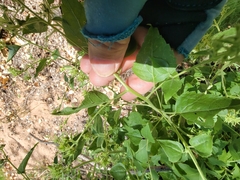 Brickellia grandiflora