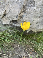 Sternbergia lutea