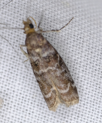 Ortholepis pasadamia