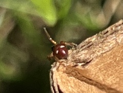 Gibbium aequinoctiale
