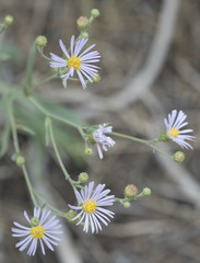 Symphyotrichum spathulatum