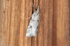 Scoparia palloralis