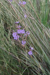 Aristea inaequalis