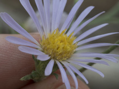 Symphyotrichum spathulatum