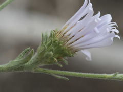 Symphyotrichum spathulatum