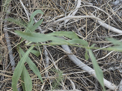 Symphyotrichum spathulatum