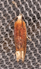Eucosma raracana