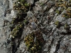 Xylotrechus nauticus