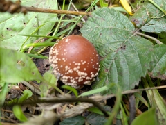 Amanita pantherina