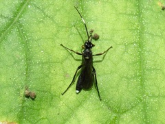 Vulgichneumon saturatorius