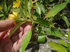 Ludwigia peploides