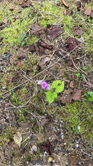 Ipomoea triloba