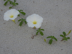 Ipomoea imperati