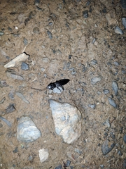 Ocypus olens