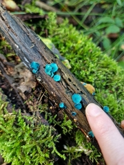 Chlorociboria aeruginascens