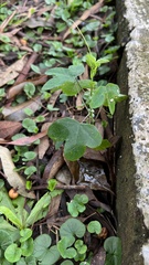 Passiflora amethystina