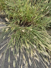 Chloris virgata