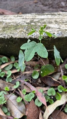 Passiflora amethystina