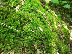 Plagiomnium cuspidatum