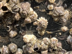 Balanus glandula