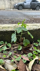 Passiflora amethystina