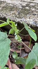 Passiflora amethystina