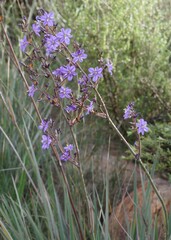 Aristea inaequalis