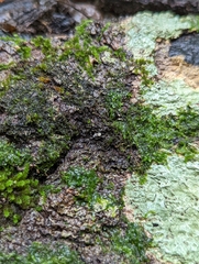 Brachyponera chinensis