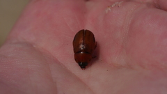 Cyclocephala