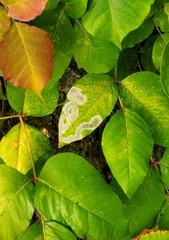 Cameraria guttifinitella