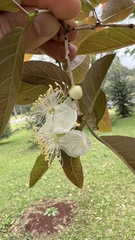 Campomanesia xanthocarpa