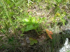 Fragaria viridis