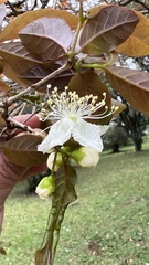 Campomanesia xanthocarpa